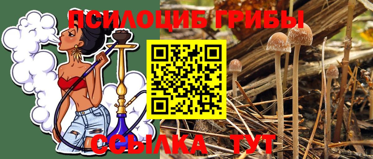 Галлюциногенные грибы Cubensis Кизилюрт